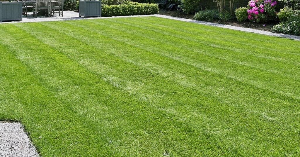 A lawn that is over watered.