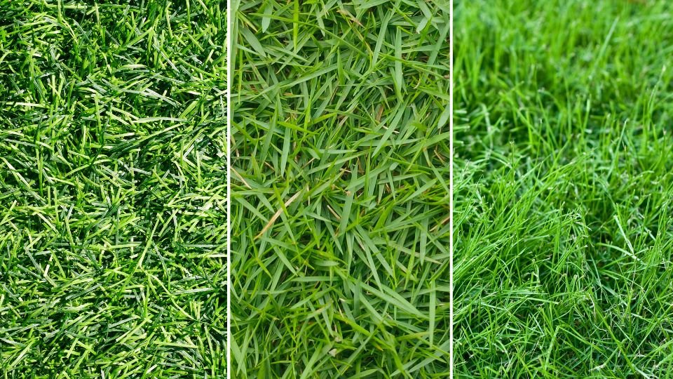 Best grass for Southern California lawns.